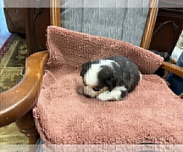 Medium Photo #25 Australian Shepherd Puppy For Sale in AUBURN, IN, USA