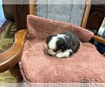 Small Photo #25 Australian Shepherd Puppy For Sale in AUBURN, IN, USA