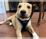 Small #2 Labrador Retriever Mix