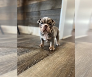 Great Dane Puppy for sale in NEWNAN, GA, USA