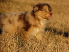 Small Photo #9 Australian Shepherd Puppy For Sale in OZARK, AR, USA