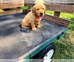Image preview for Ad Listing. Nickname: Boy 1