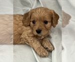 Small Photo #63 Cavapoo Puppy For Sale in PENSACOLA, FL, USA