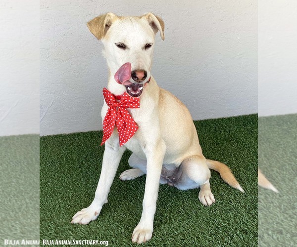 Medium Photo #3 Mutt Puppy For Sale in San Diego, CA, USA