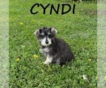 Small #2 Schnoodle (Miniature)