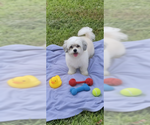 Small #3 Shih Tzu