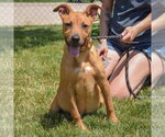 Small #8 American Staffordshire Terrier-Boxer Mix