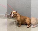 Small American Bulldog Mix