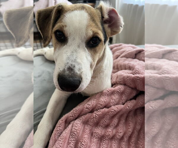 Medium Photo #2 Beagle-Unknown Mix Puppy For Sale in Columbus, IN, USA