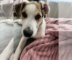 Small #1 Beagle Mix