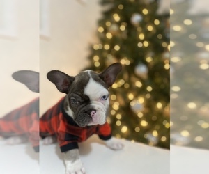 French Bulldog Puppy for sale in MIAMI, FL, USA
