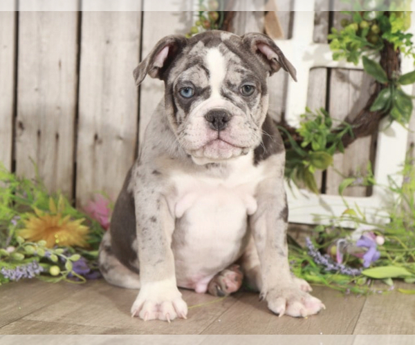Medium Photo #2 Olde English Bulldogge Puppy For Sale in MOUNT VERNON, OH, USA