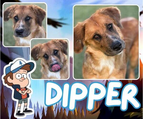 Medium Photo #2 Labrador Retriever Puppy For Sale in Pearland, TX, USA