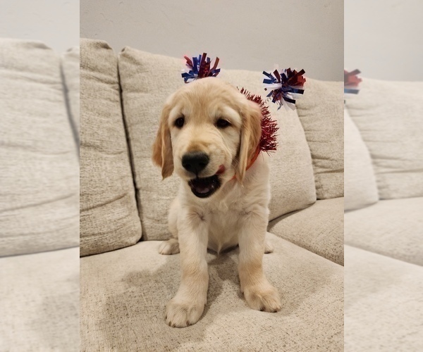 Medium Photo #18 English Cream Golden Retriever Puppy For Sale in HIGH SPRINGS, FL, USA