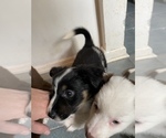 Small Photo #4 Australian Shepherd-Border-Aussie Mix Puppy For Sale in ORLANDO, FL, USA