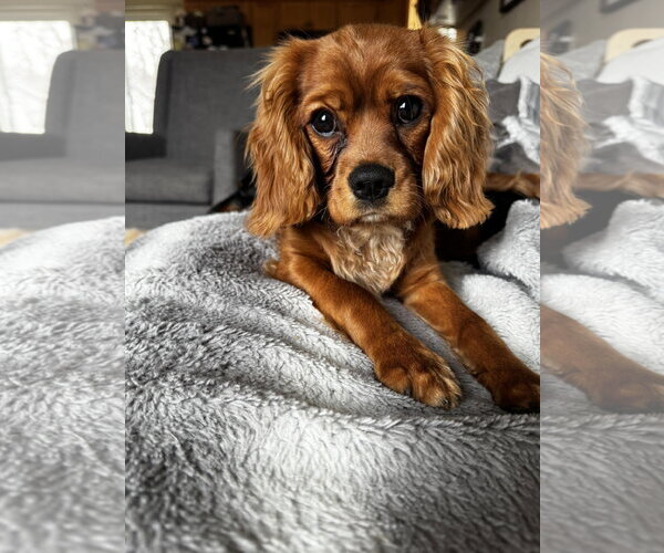 Medium Photo #1 Cavalier King Charles Spaniel Puppy For Sale in Sioux Falls, SD, USA