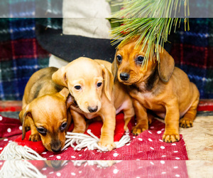Dachshund Litter for sale in WAKARUSA, IN, USA