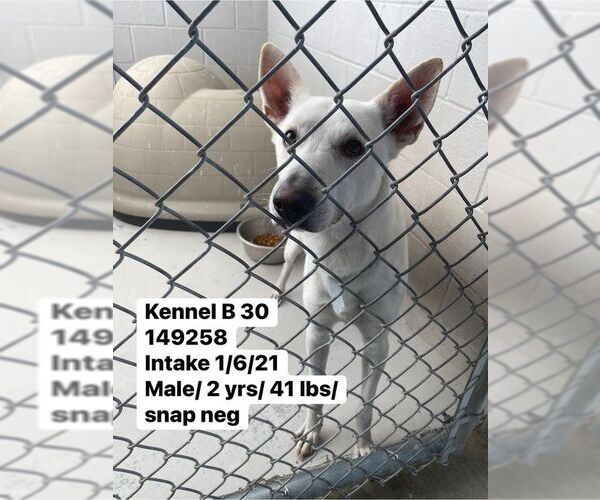 Medium Photo #17 Mutt Puppy For Sale in Princeton, MN, USA