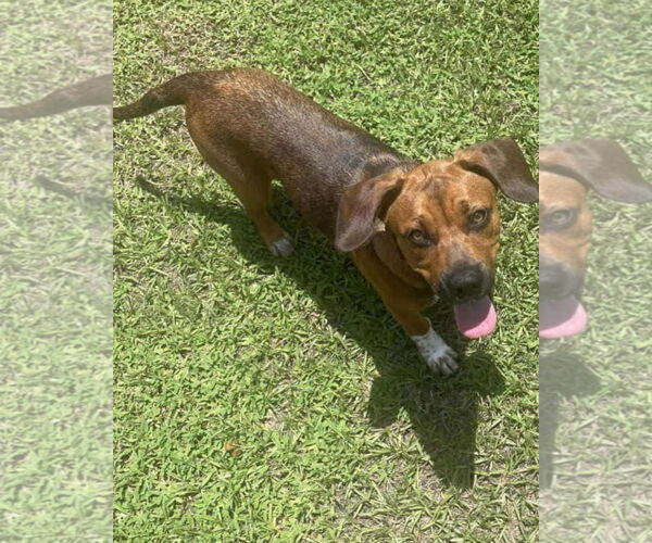 Medium Photo #3 French Bulldog-Pembroke Welsh Corgi Mix Puppy For Sale in Sanford, FL, USA