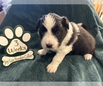 Small Photo #19 Border Collie Puppy For Sale in GIDDINGS, TX, USA