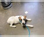 SHEP - Male Mutt Dog for Adoption - Small photo