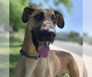 German Shepherd Dog-Great Dane Mix Dogs for adoption in Sacramento, CA, USA