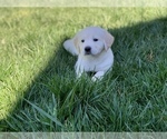 Small Photo #17 English Cream Golden Retriever Puppy For Sale in WHITE SALMON, WA, USA