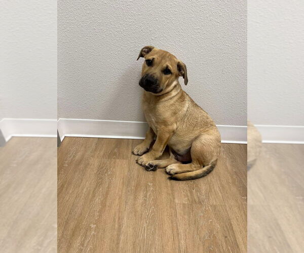 Medium Photo #4 Labrador Retriever-Unknown Mix Puppy For Sale in New York, NY, USA