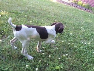German Shorthaired Pointer Puppy for sale in WOODSTOCK, CT, USA