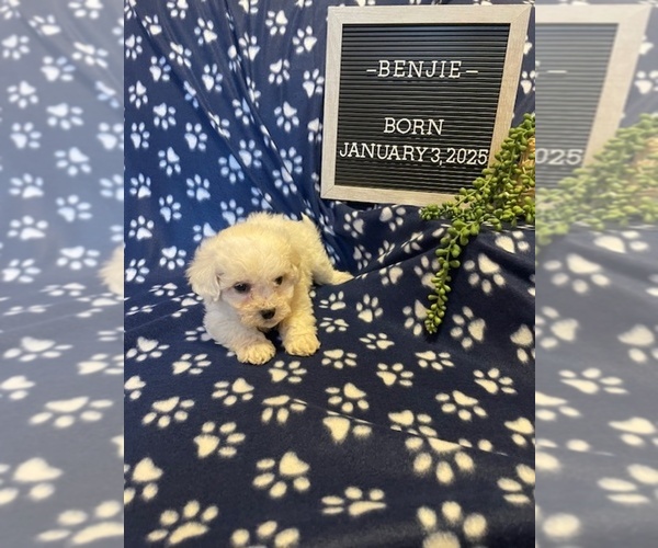 Medium Photo #4 Bichon Frise Puppy For Sale in COLUMBIANA, OH, USA