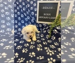 Small #3 Bichon Frise