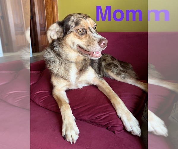 Medium Photo #1 Aussiedoodle Puppy For Sale in DAYTON, OH, USA