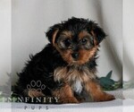 Small #1 Yorkshire Terrier