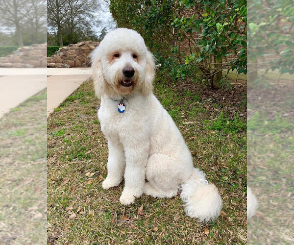 Medium Photo #1 Goldendoodle Puppy For Sale in CARTHAGE, TX, USA