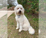 Small Photo #1 Goldendoodle Puppy For Sale in CARTHAGE, TX, USA