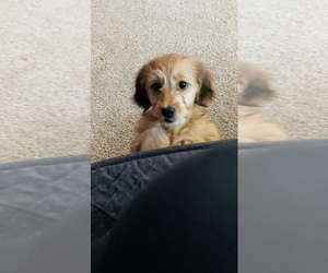Dachshund Puppy for sale in COLORADO SPRINGS, CO, USA