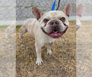 French Bulldog Dogs for adoption in Riverside, CA, USA