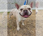 Small French Bulldog