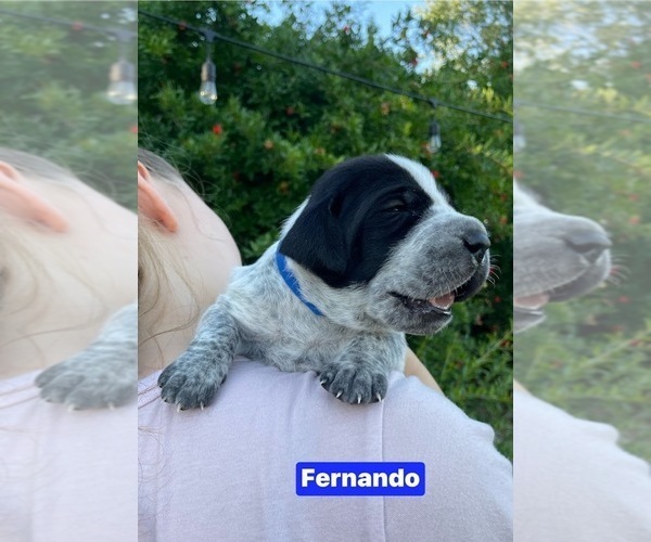 Medium Photo #4 Pointer Puppy For Sale in SACRAMENTO, CA, USA