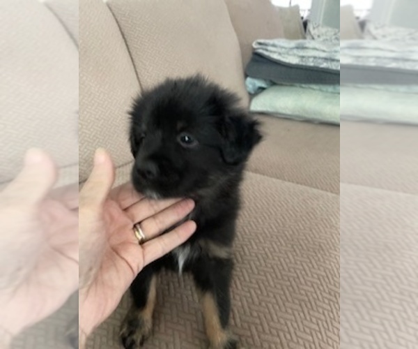 Medium Photo #2 F2 Aussiedoodle-Miniature Australian Shepherd Mix Puppy For Sale in ASHUELOT, NH, USA