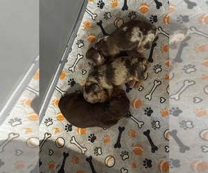 Dachshund Litter for sale in COLLBRAN, CO, USA