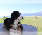 Puppy 3 Bernese Mountain Dog