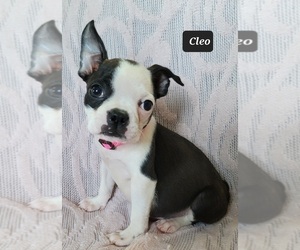 Boston Terrier Puppy for sale in POMEROY, OH, USA