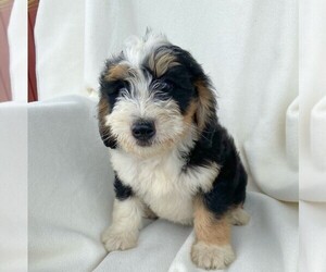 Bernedoodle-Poodle (Miniature) Mix Puppy for sale in FORT PLAIN, NY, USA