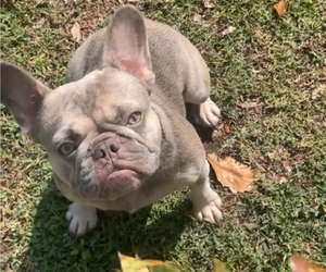 Mother of the French Bulldog puppies born on 04/08/2025