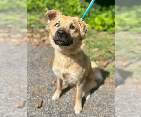 Medium Photo #4 Mutt Puppy For Sale in Canton, CT, USA