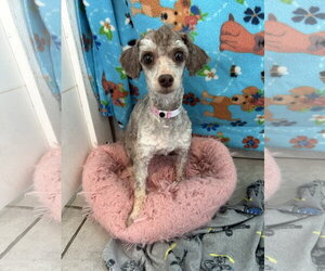 Poodle (Miniature) Dogs for adoption in Pacolet, SC, USA