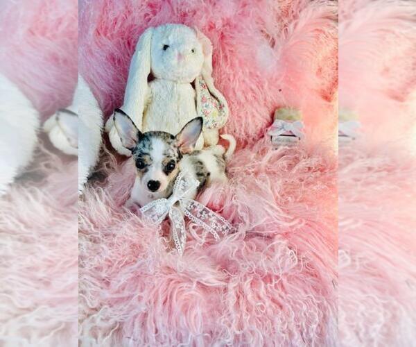 Medium Photo #11 Chihuahua Puppy For Sale in NAPLES, FL, USA