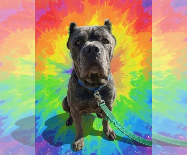 Medium Photo #1 Mutt Puppy For Sale in Rustburg, VA, USA