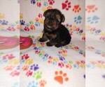 Small Photo #13 Yorkshire Terrier Puppy For Sale in LAPEER, MI, USA